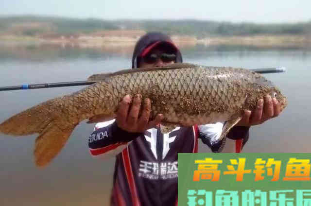 在饵料中添加这些东西有奇效，鲫鱼鲤鱼都一顿猛拉