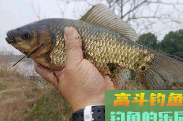 降温后，这两种天然小药要常用！简单又省钱