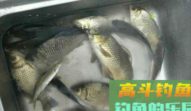 自制鲤鱼窝料，钓获一条8斤的鲤鱼，大板鲫鱼