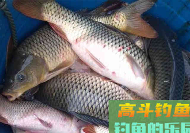 钓鱼小黄面制作配方，用过的钓友都说好