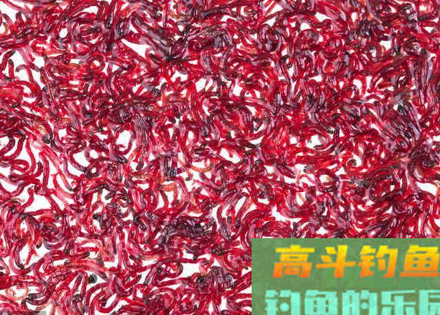 钓鱼不知道怎么配饵？带上这4包饵料，到哪里都不怕