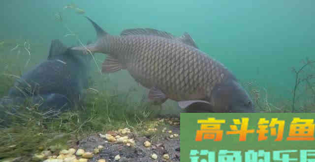藿香正气水泡制酒米的配方走红了，是真有奇效吗