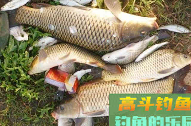 难怪老钓手不想说，原来这鲤鱼饵比小药还管用