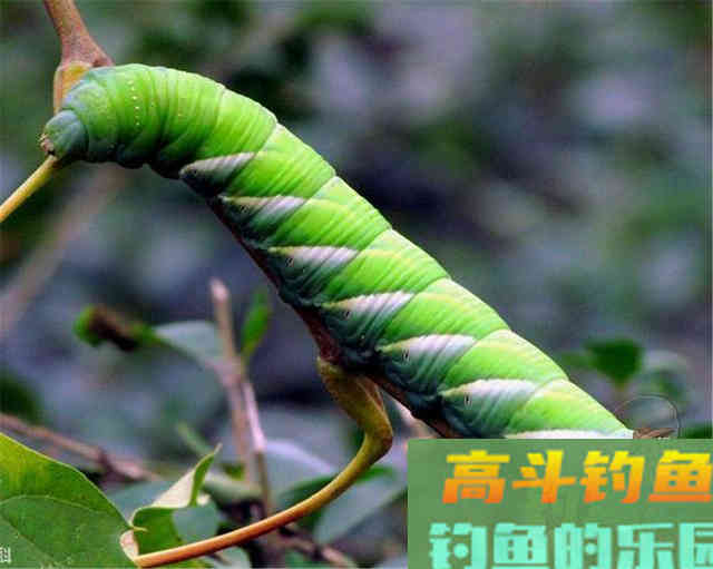 野钓饵料大盘点，看完后自己做能为你省不少钱