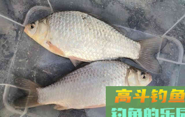 冬钓斤鲫，自制饵窝料详细教学