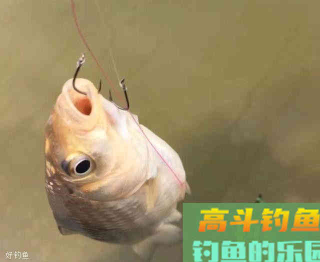 为什么浮漂不出顿口？今天来细说几点关于饵料的技巧