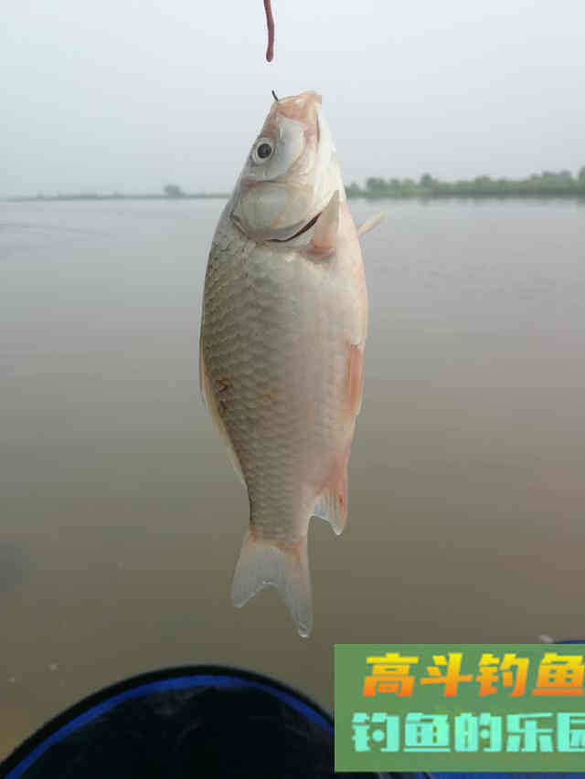 没用完的饵料我从来不扔，发酵了的鱼饵好处多着呢