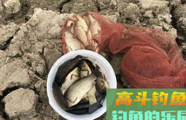 冬季户外野钓鲫鱼时，可以直接选用的一款自制饵料