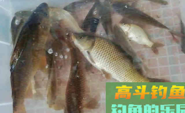 谷麦打窝，跑铅钝钓法野钓