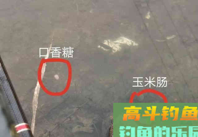 口香糖能钓到鱼吗？野河小测4小时，效果十分稳定