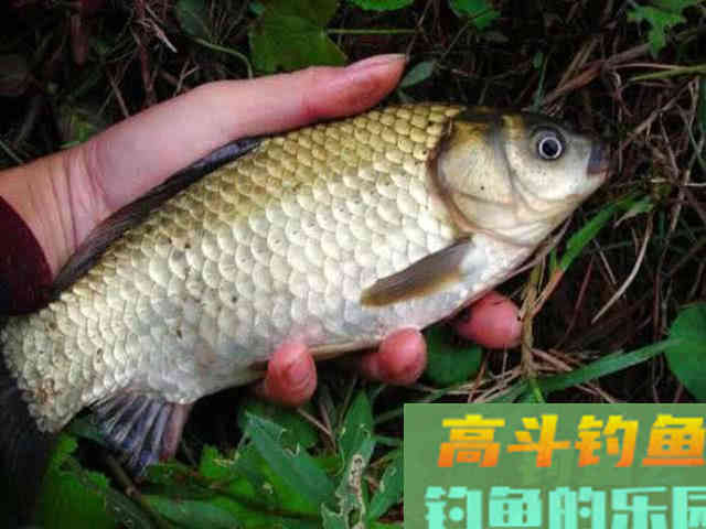 野钓的一款好的万能饵，这是一款最简单的