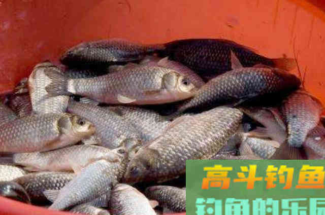 冷天钓鱼时，需要钓友们牢牢记住的3个用饵套路