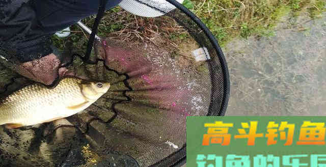 用“珍珠”做钓饵，小杂鱼拿它没办法，专钓大鲫大鲤