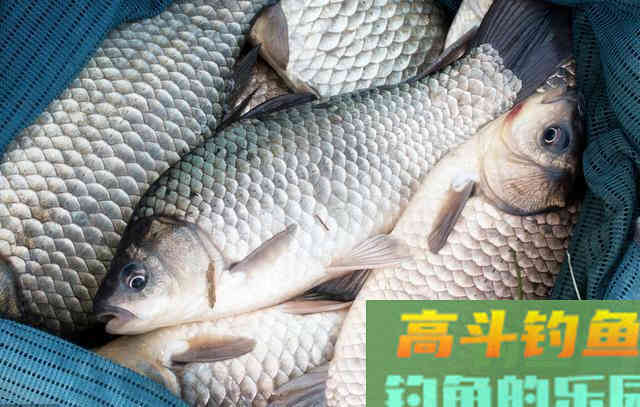 钓鱼不知道怎么配饵？带上这4包饵料，到哪里都不怕