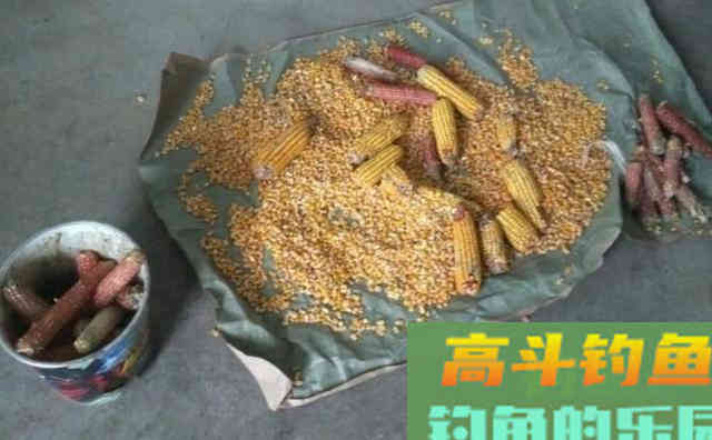 自制鲤鱼窝料，钓获一条8斤的鲤鱼，大板鲫鱼