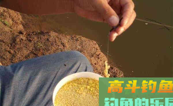 四季通用自制酒米配方，野钓鲫鱼必备的好窝料