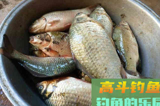 钓鲫鱼开饵，加蚯蚓粉才是最佳选择