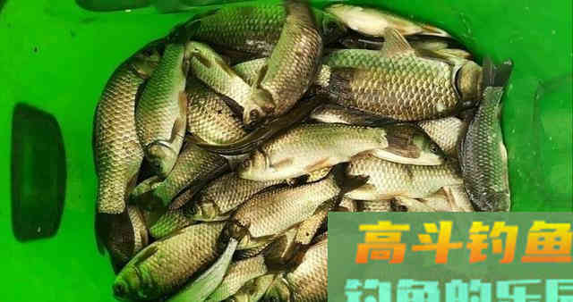 稻谷窝料诱鱼，钓获80多条鲫鱼，12条野生鲤鱼