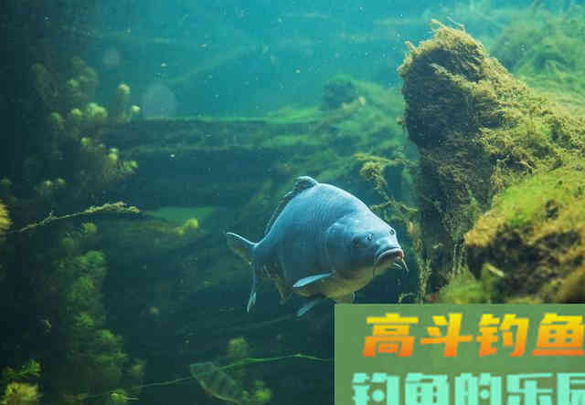 6款作钓鲤鱼的饵料，身边的材料钓鱼效果极好
