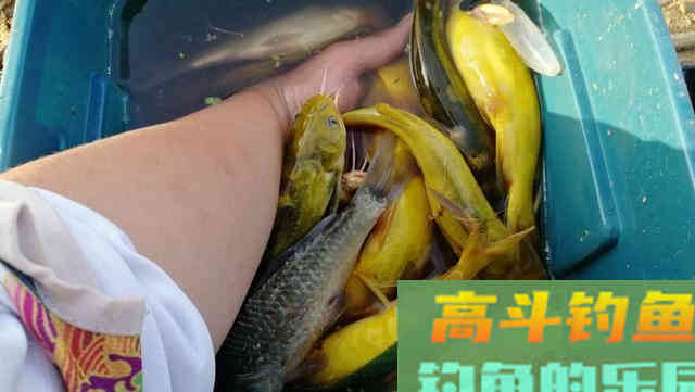 钓鱼遇到这种浮萍烂叶塘，直接使用蚯蚓这样钓