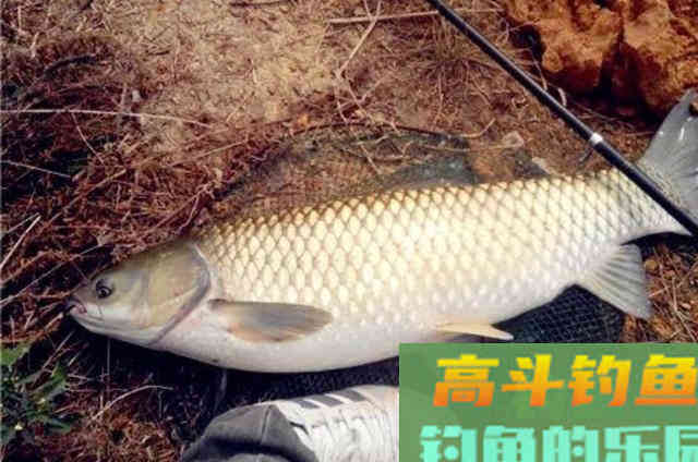 终于验证了南瓜可以钓鱼，而且钓的都是大草鱼