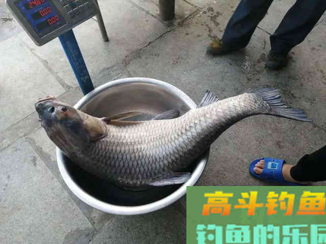 分享几款夏天自制饵料配方，材料便宜制作简单
