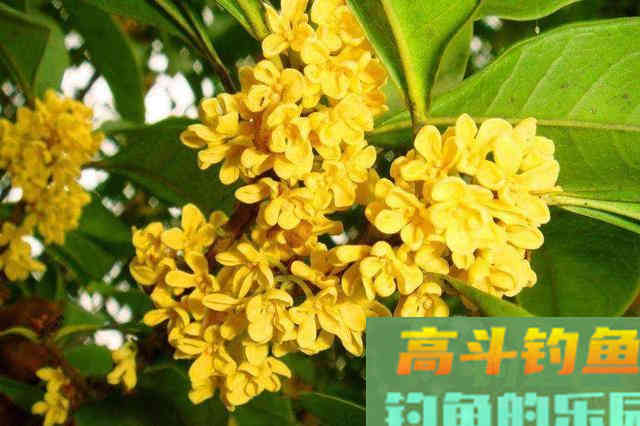 秋意浓桂花香，自制桂花酒米，四季通用，狂拉大鲫鱼