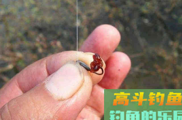 虫饵这加工方式，大鲫鱼每隔三五天就想钓