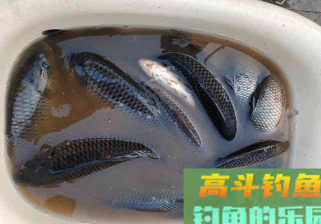 自制饵料我用了5年，黑坑钓鱼从来没输过，附制作方法