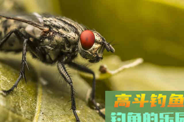 恶心的蛆虫，你是否拿它钓过鱼，虽恶心但用来钓鱼好