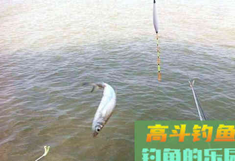 小鱼闹窝不用愁，三个用饵技巧小鱼走