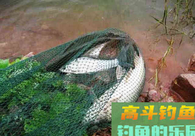 都是自制玉米粒，别人上大鱼你却空竿，从这些方面入手