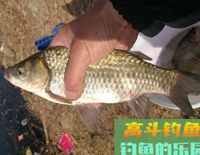 冬季的鲫鱼的钓饵教学，钓获10多斤野生大板鲫鱼