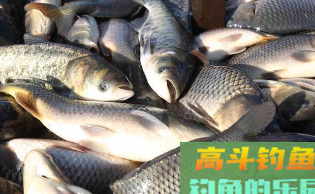 天然饵料添加剂配方分享，拥有它不愁窝内没鱼