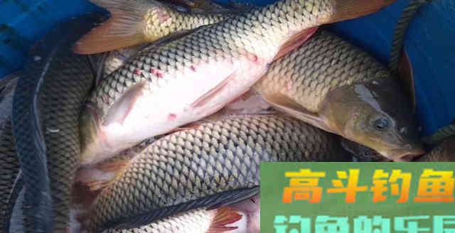 吃不完的月饼别扔，简单加工一下，拿来钓鱼效果好