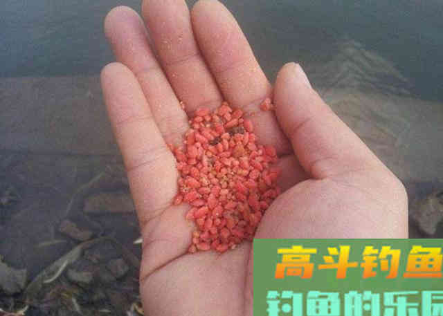 在饵料当中添加酒米后，需要注意的相关事项