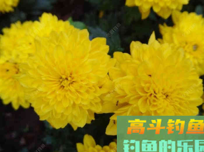 几种不宜挂钩作钓的饵，注意用饵方面的灵活运用与变化