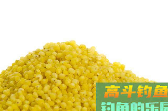 酒米打窝虽好用，但还要了解特点，酒米泡制的经验方法
