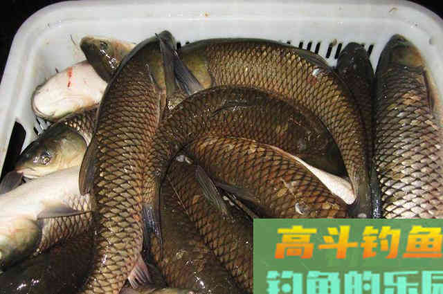 菠萝啤酒加玉米做饵料，鲤鱼草鱼都爱吃