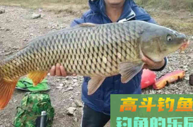 这尿性饵我用了十年，鲤鱼特爱吃，五一长假就靠它了