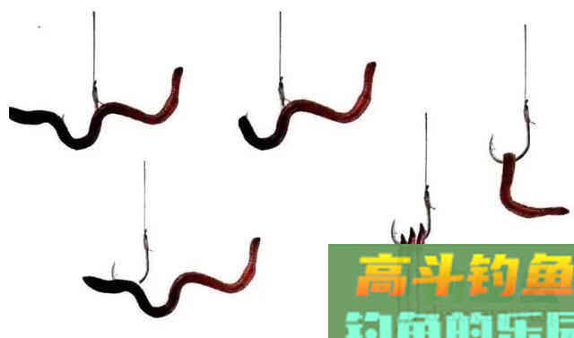 为什么人家挂蚯蚓总能钓到大鲫大鲤，而你只能钓麦穗