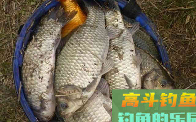 同样是用搓饵，别人能钓到，自己却不行，原因在这