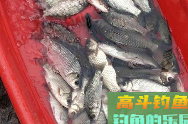 酒米钓鱼的4种最新用法，用过不是高手就是内行