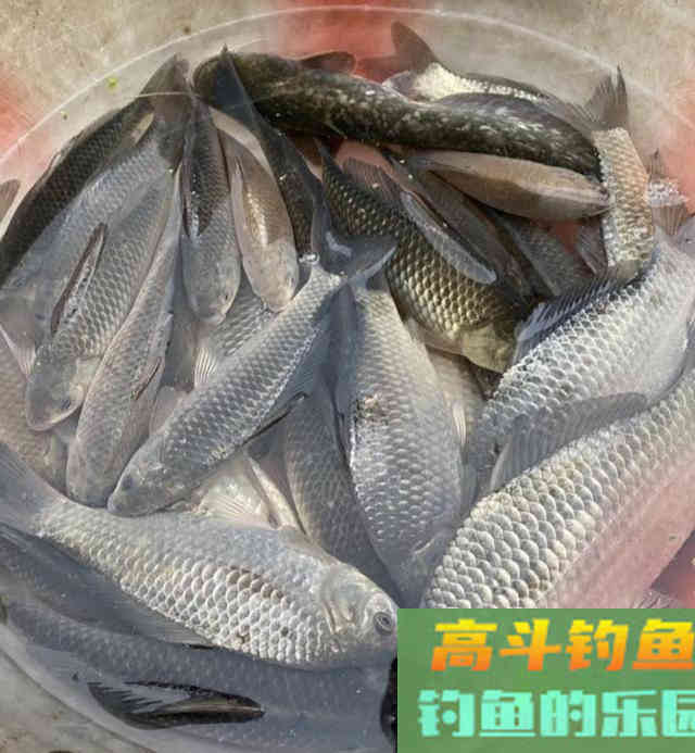 药酒窝料诱鱼，制作配方详细教学，野钓50斤大鱼