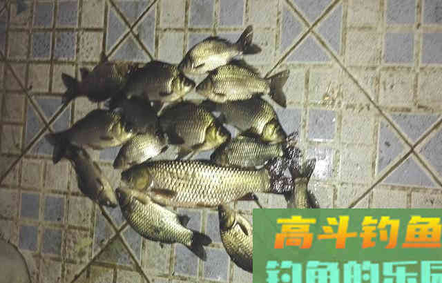 夏季钓鱼，用自制果酸米打窝，效果很好