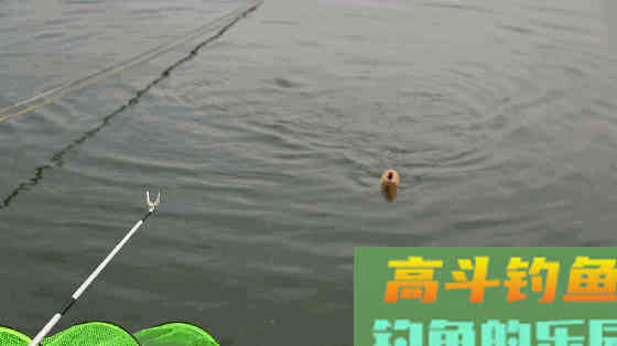搓饵为什么钓不到鱼？搓饵没问题，有问题是方式