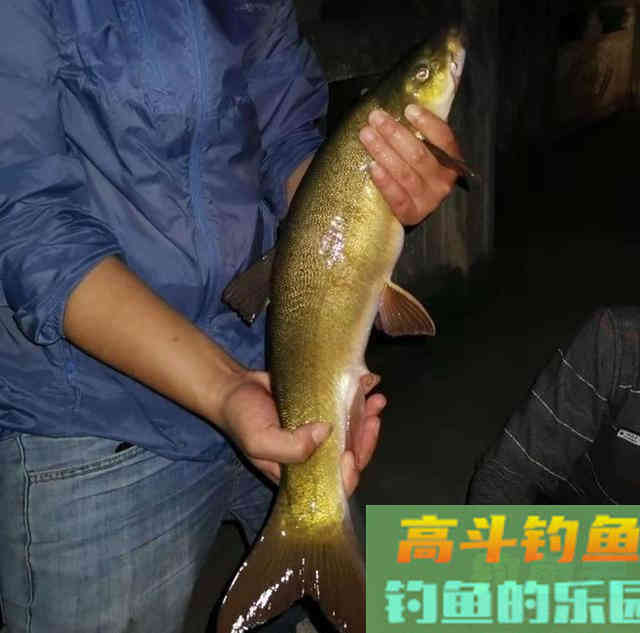 探钓细鳞鱼，用蚯蚓作钓名贵赤尾鱼