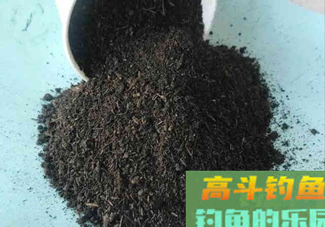 自制窝料加入少量牛粪，发窝快留鱼持久