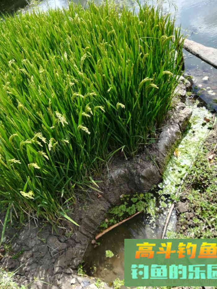 如何开制好一款拉饵？一些个人看法和操作流程