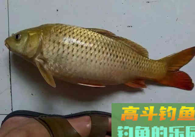 稻谷窝料诱鱼，钓获80多条鲫鱼，12条野生鲤鱼